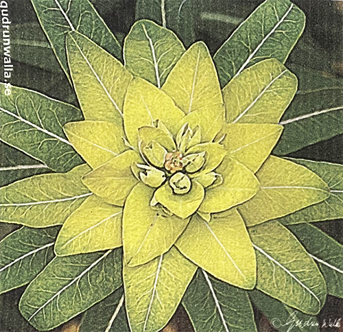 Yellow/Green Waterlily Swedish Cellulose Dishcloth