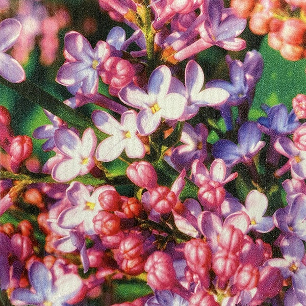 Blooming Lilacs Swedish Cellulose Dishcloth
