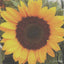 Photo of Sunflower Swedish Cellulose Dishcloth